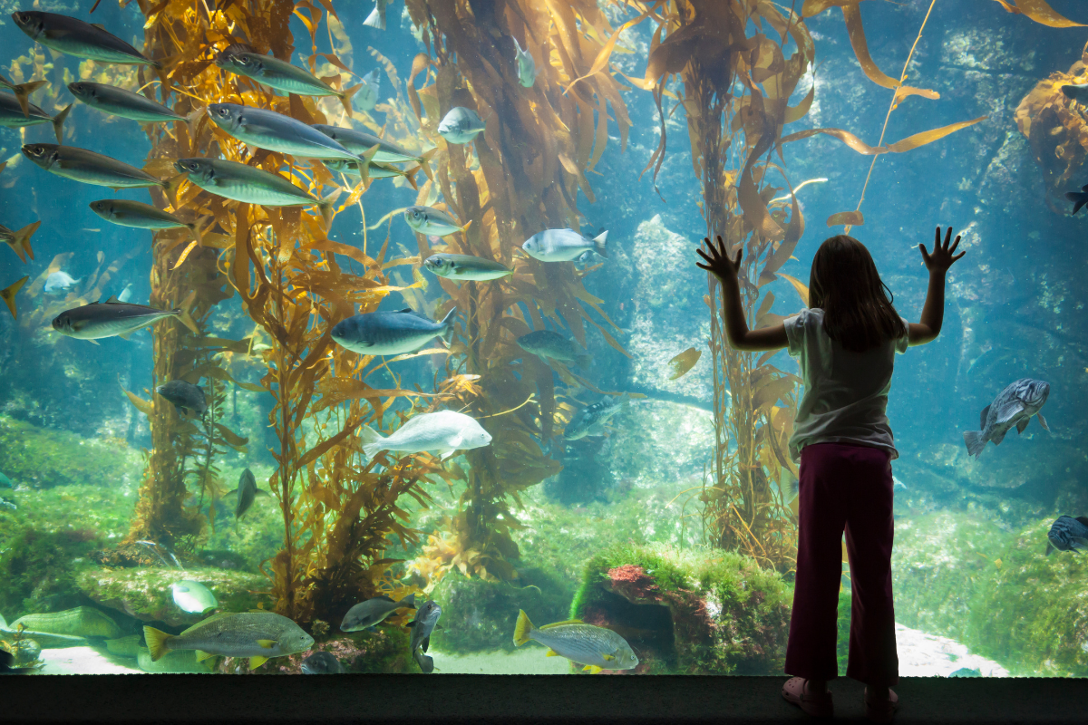 Sea Life Birmingham.