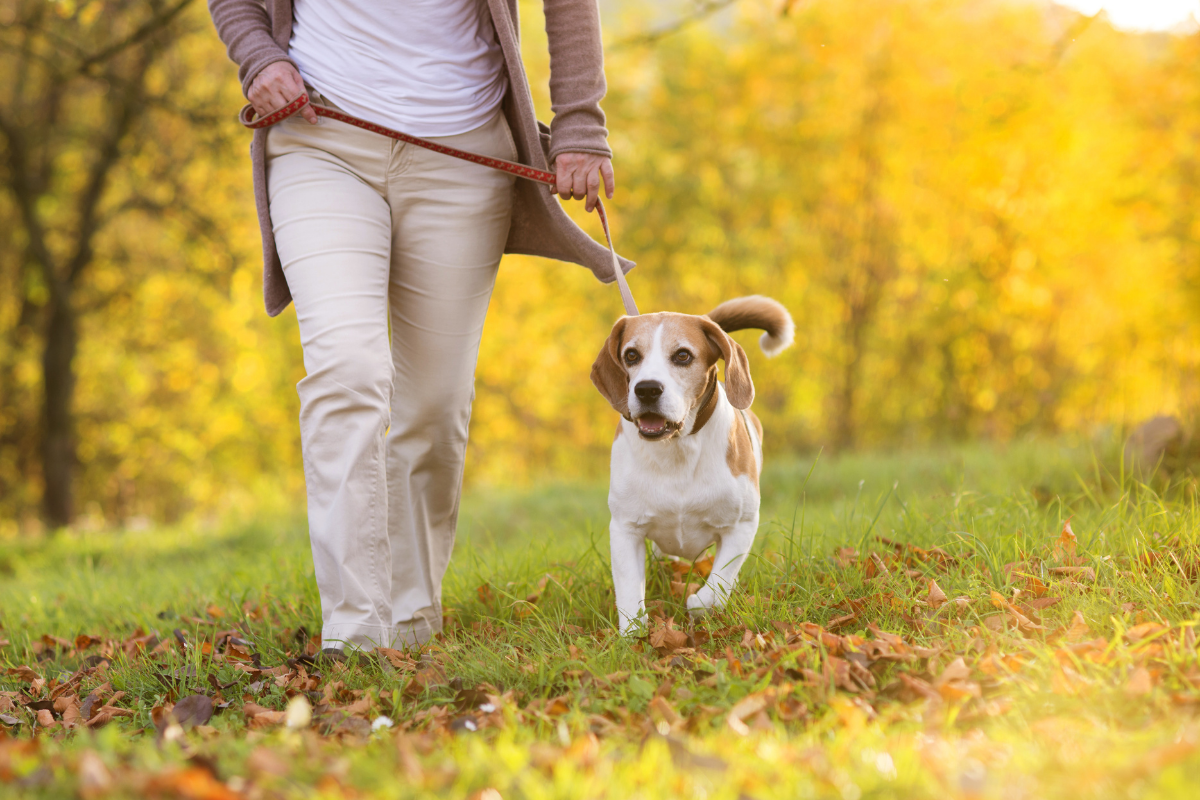 Dog friendly walking routes Birmingham