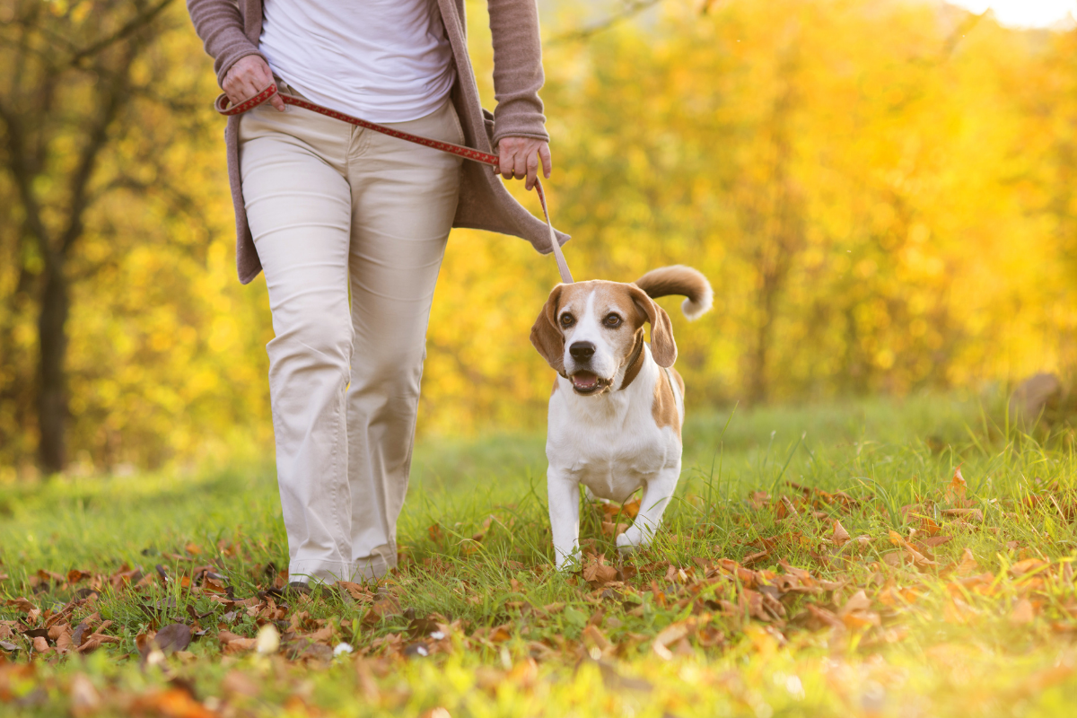 Dog friendly walking routes Birmingham.